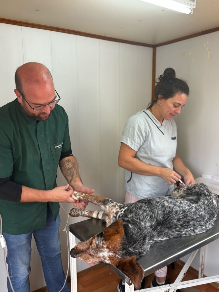 SUARDI: MÁS DE 2200 MASCOTAS ESTERILIZADAS EN LAS 57 JORNADAS DEL MÓVIL QUIRÚRGICO MUNICIPAL