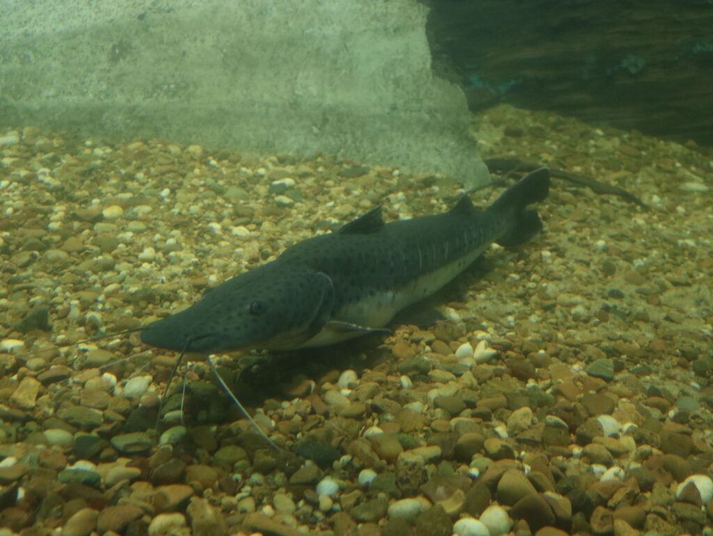 SANTA FE ESTABLECE LA VEDA PARA LA PESCA DE SURUBÍ